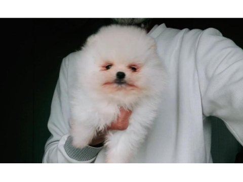 Orijinal pomeranian boo köpeği