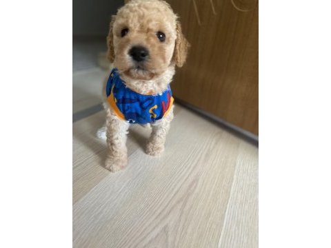 Maltipoo yavru köpeğimiz