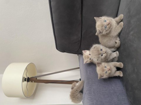 6 gold yavrum scottish fold