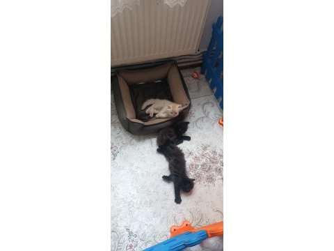 Çikolata ve karamel persian