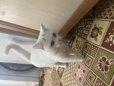 British shorthair erkek eş arıyoruz