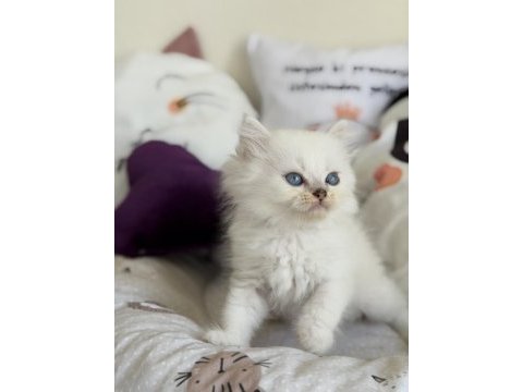 British longhair point