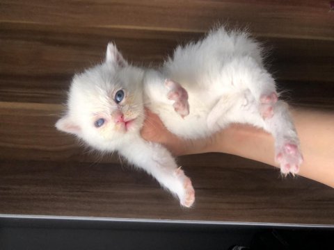 Sevimli british shorthair 40 günlük