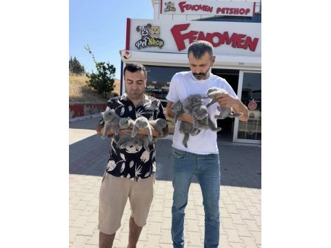 Top kafa scottish fold yavrular ankara mağazamızda 