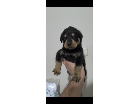 Kaliteli rottweiler yavrularımız