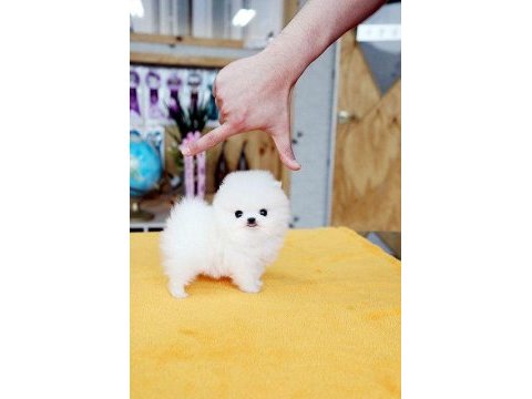 Pomeranian teddy yavrular