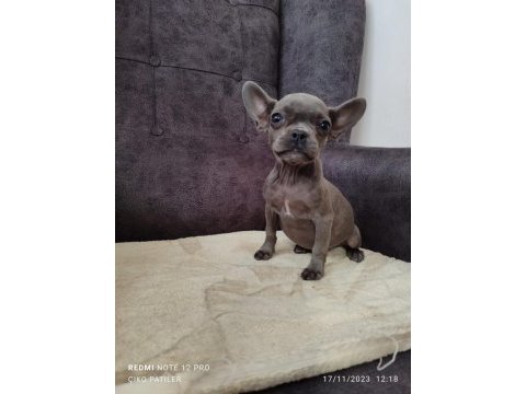 Her renk her çeşit french bulldog bebeklerimiz