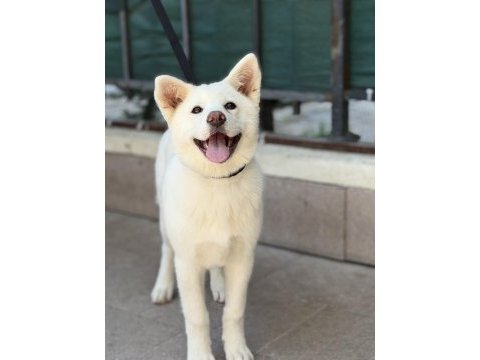 3,5 aylık karma aşıları bitmiş beyaz akita inu