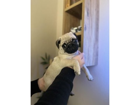 Pug mops üst kalite erkek yavrumuz
