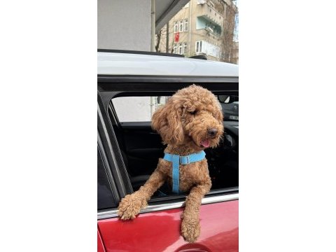 15 aylık erkek poodle ismi tarçın