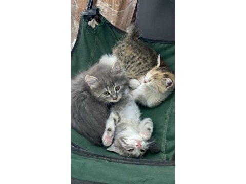 Acil gececi kalıcı yuva arıyorlar sokağa bırakıldı kediler