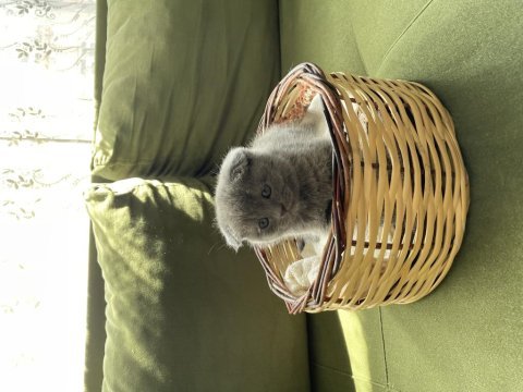 Çok minnoş sevimli scottish fold yavrumuz