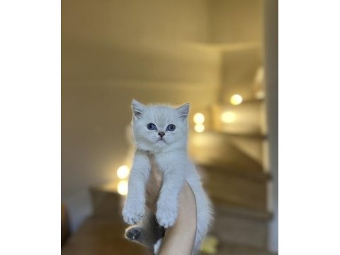 Teslime hazır brıtısh shorthair yavrularım 