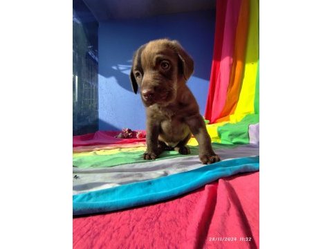 İstanbul köpek çiftliği labrador yavrular