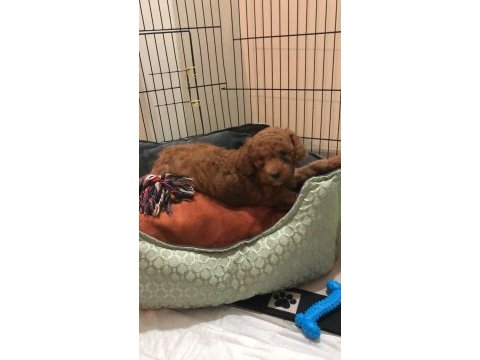 Yavru toy poodle