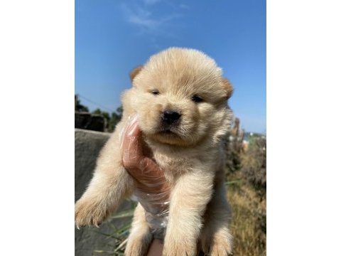 Chow chow çin aslanı yavrularımız