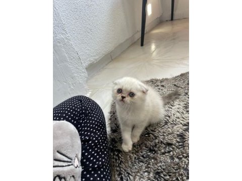 Scottish fold blue point yavrularımız