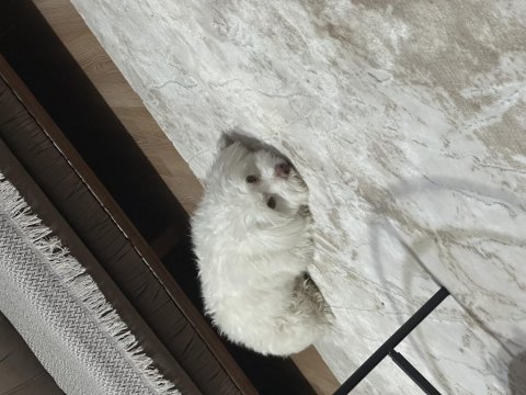 Bebeğimin alerjisi nedeni ile maltese