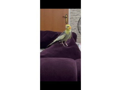 Konuşan papağanımız full evcil paşa