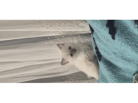 British longhair yavrumuz