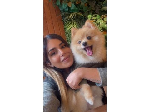 Pomeranian
