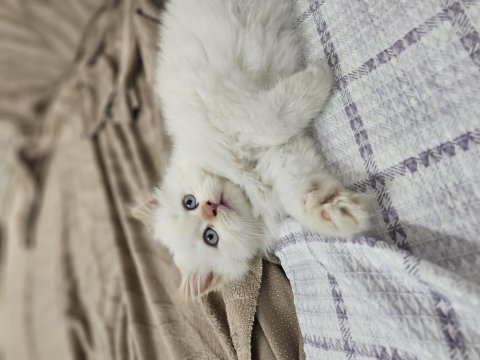 İran chinchilla 2 aylık