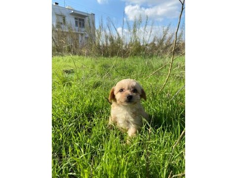 2 aylık maltipoo
