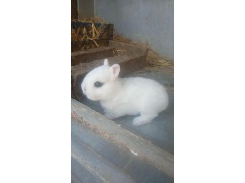 Sürmeli cüce tavşan