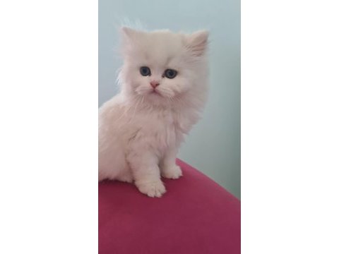 Kar beyaz saf kan chinchilla yavrumuza yuva arıyoruz