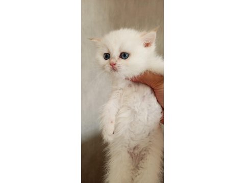 Kedimiz yurtdışındandır petshopcular ulaşmasın