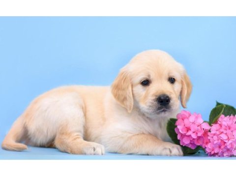 Golden retriever kapıda ödeme hizmetimiz vardır