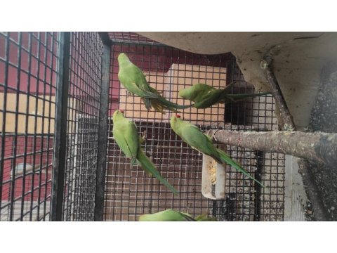 Pakistan papağanları