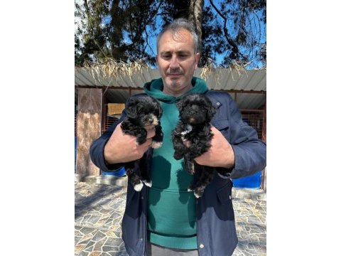 Morkie yavrularımız