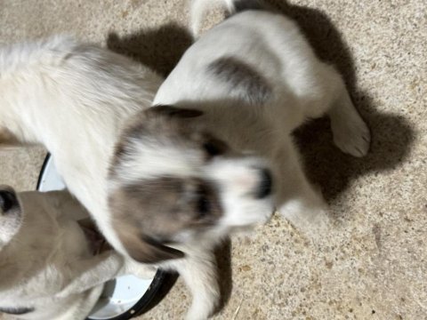 Terrier yavruları 45 günlük