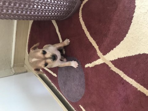 Pinscher köpekler sahiplendirilecek