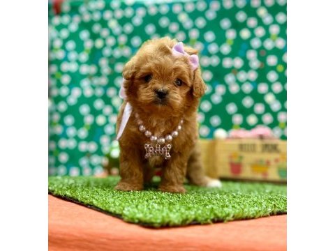 Oyuncu , zeki ve uysal maltipoo bebekler 