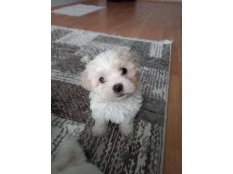 2 aylık erkek maltese köpeği