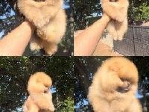 A+ kalite pomeranian yavrularımız 81 ile gönderilir