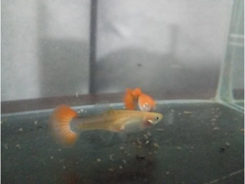 1 erkek 1 dişi red tuxedo lepistes