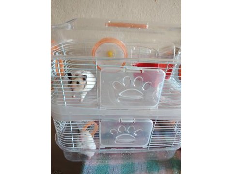 2 katlı kafesiyle çift hamster