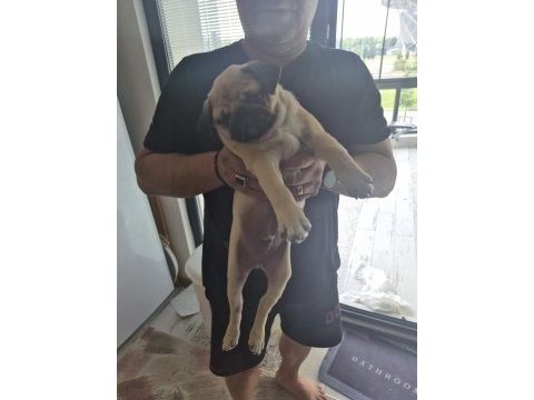 Sahiplendirilecek pug köpeğimiz
