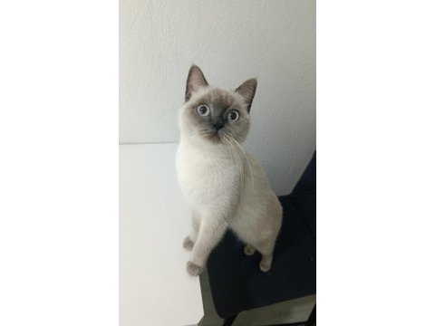 British blue point ücretsiz