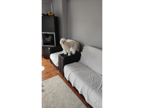 Kalıcı yuva maltese terrier