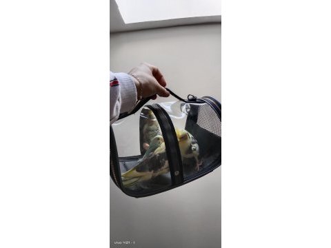 El beslemesi sultan papağanı bebekler