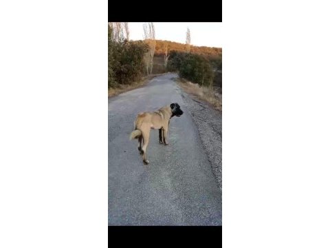 Panter soyu kangal dişi