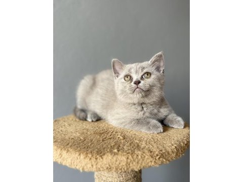 British lilac blue point
