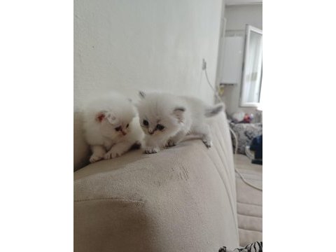 British longhair blue point