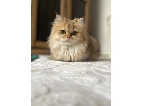 Golden british shorthair son erkek