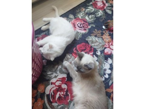 Scottish fold yavrular 2 adet