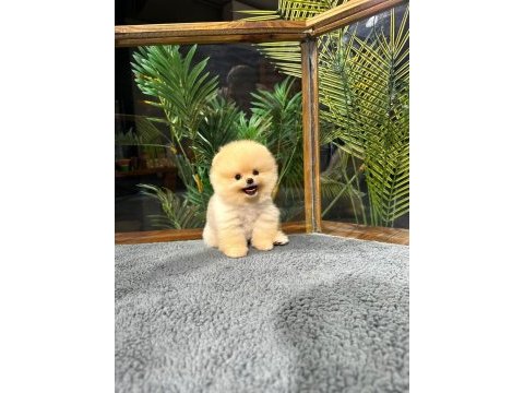 Harika yüz yapısına sahip pomeranian boo yavrularımız